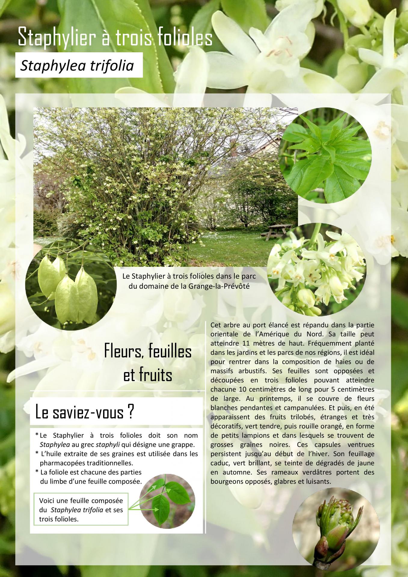 Le Staphylier à trois folioles