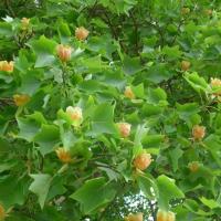 N°40 : Tulipier de Virginie - Liriodendron tulipifera Magnoliaceae