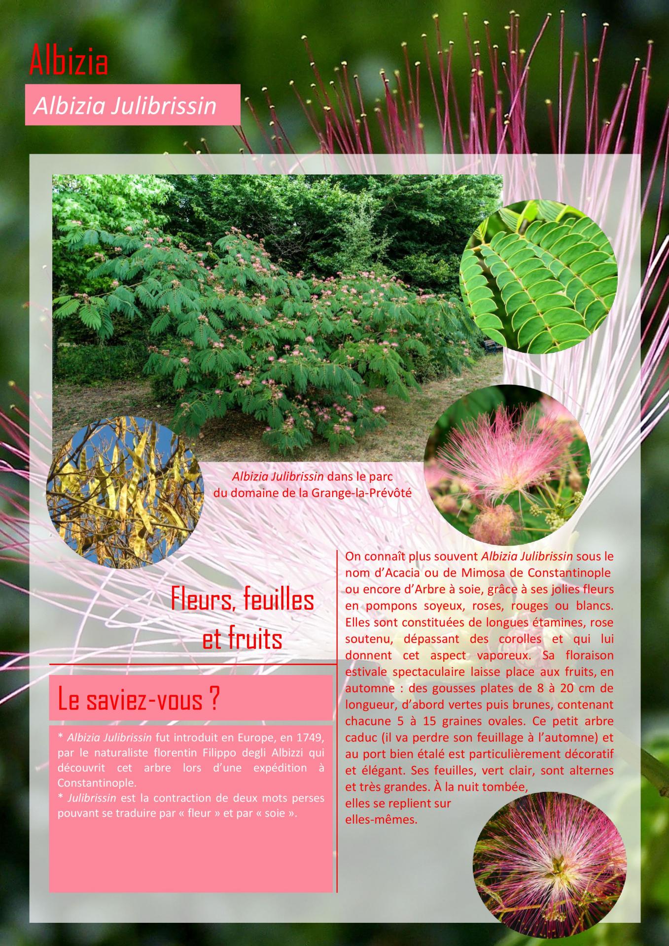 Albizia julibrissin