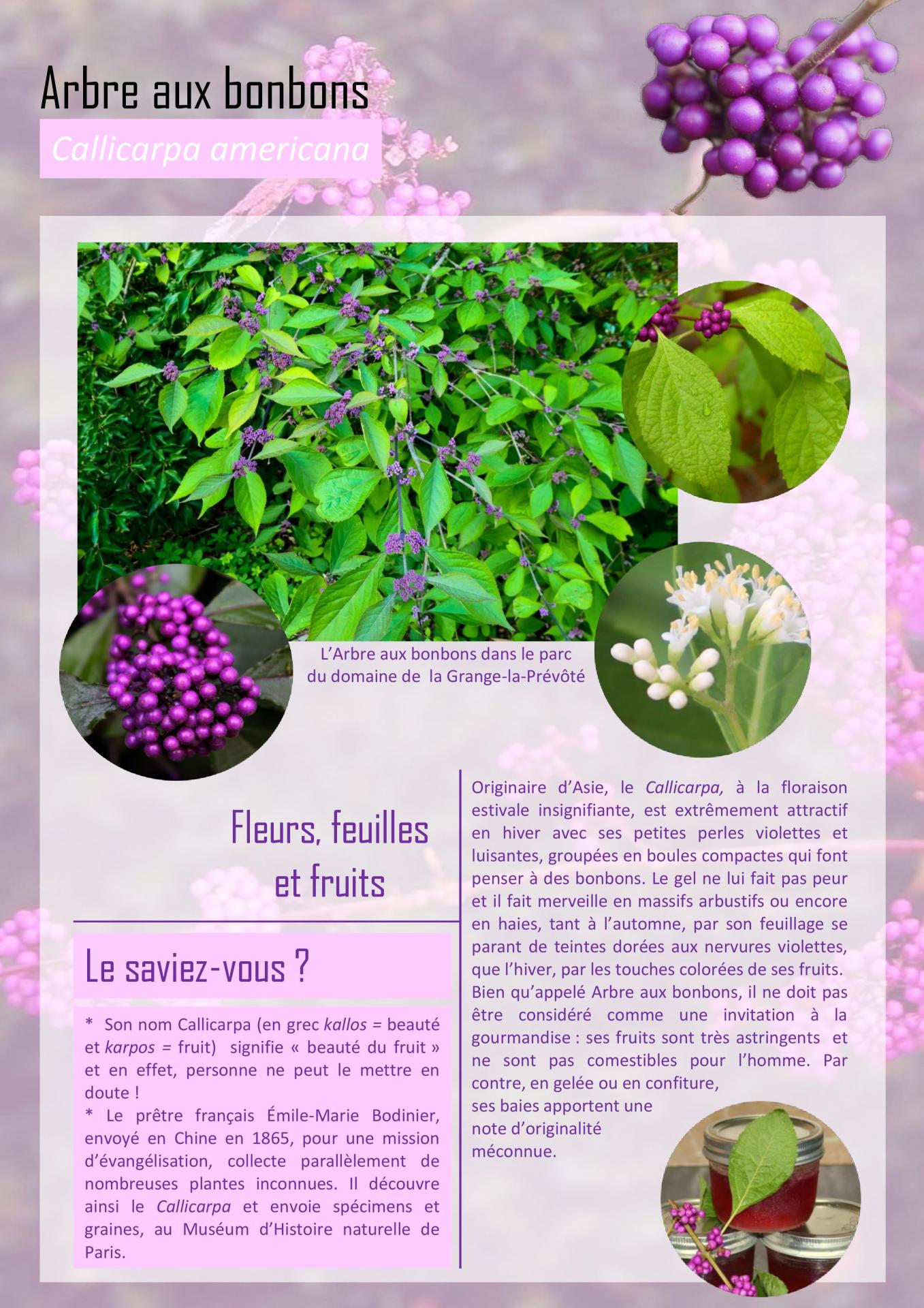 Arbre aux bonbons