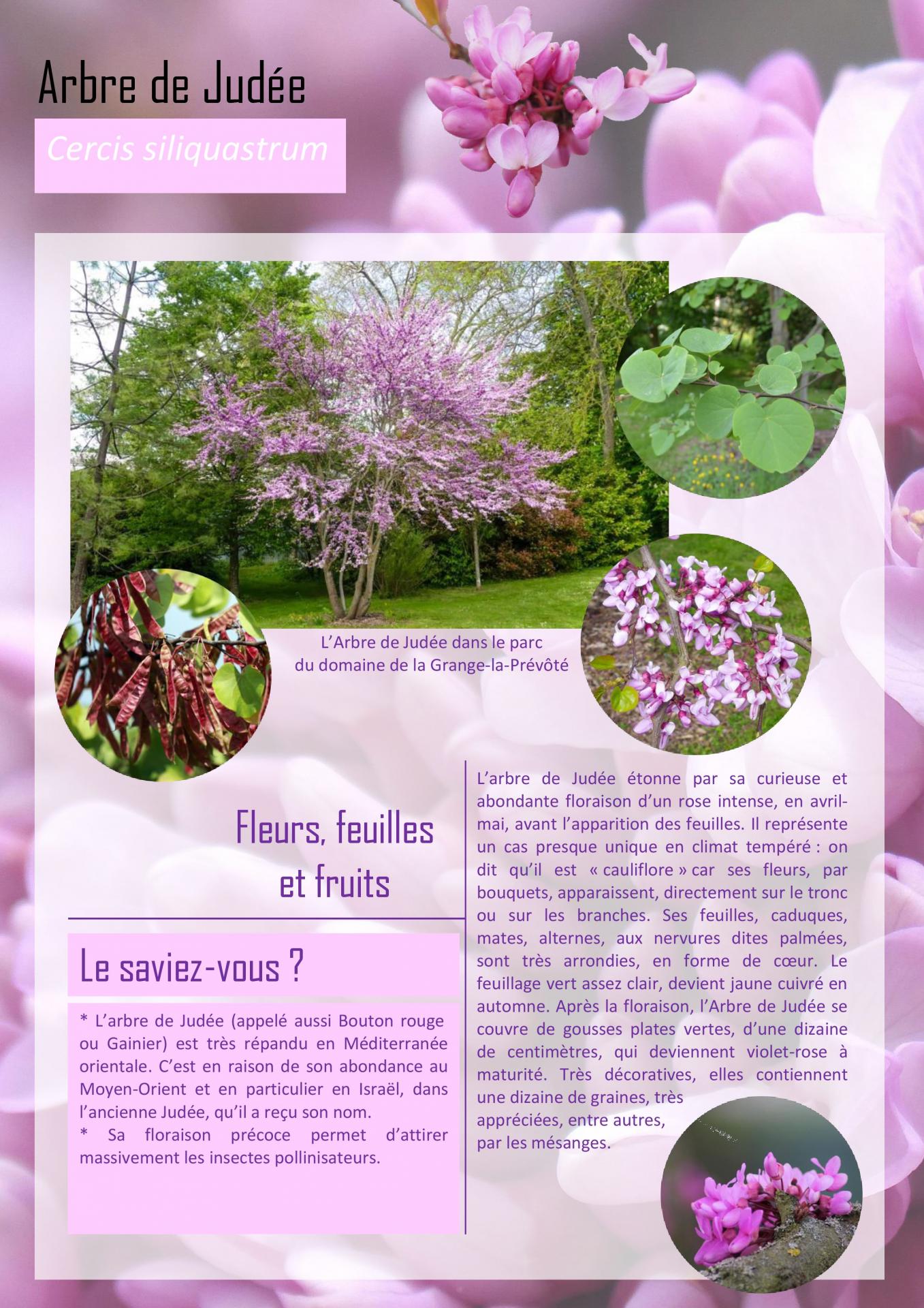 Arbre de Judée