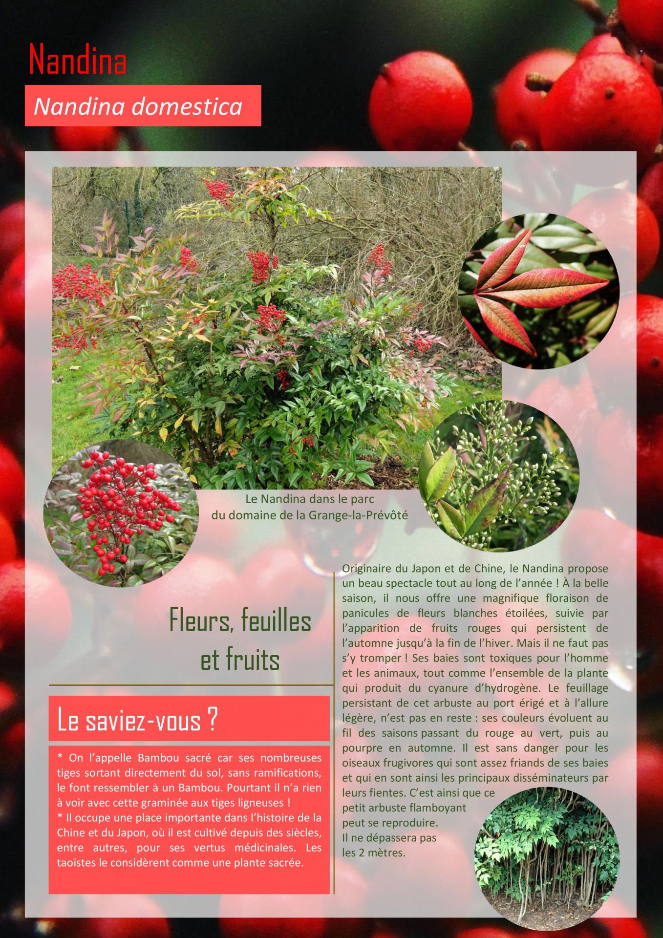 Nandina