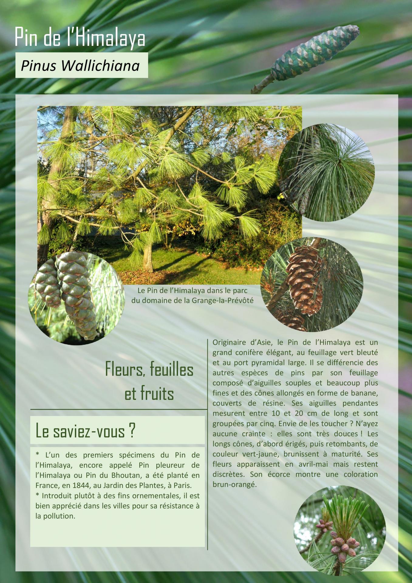 Pin de l'Himalaya