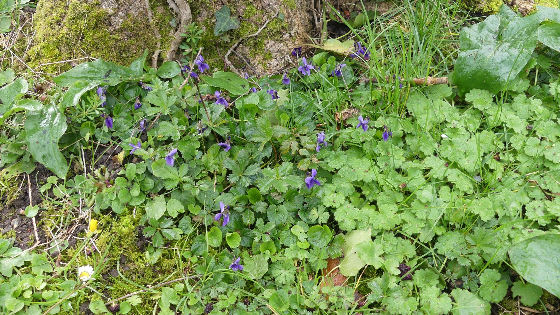 Violettes communes